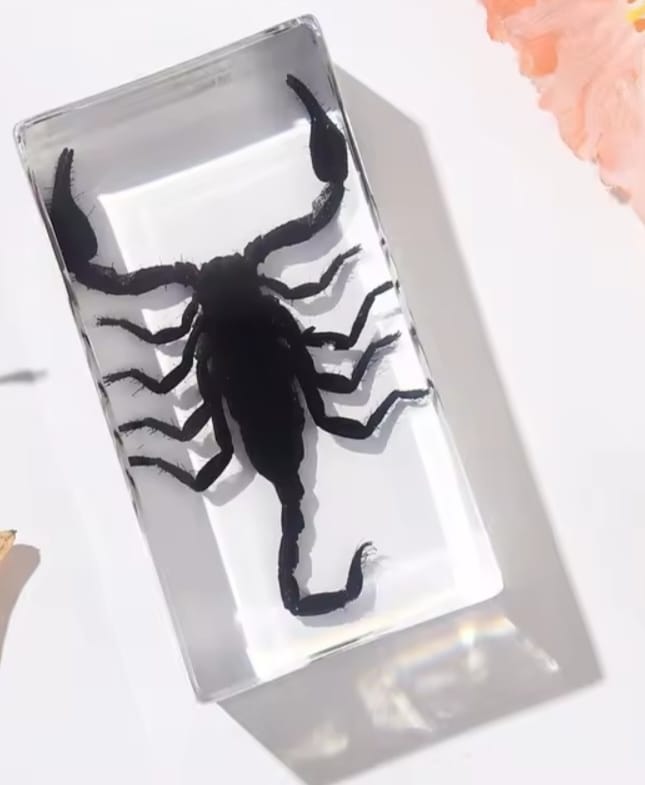 Original Scorpion Resin Decor
